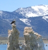 PICTURES/Mono Lake/t_South Tufa - Osprey1.jpg